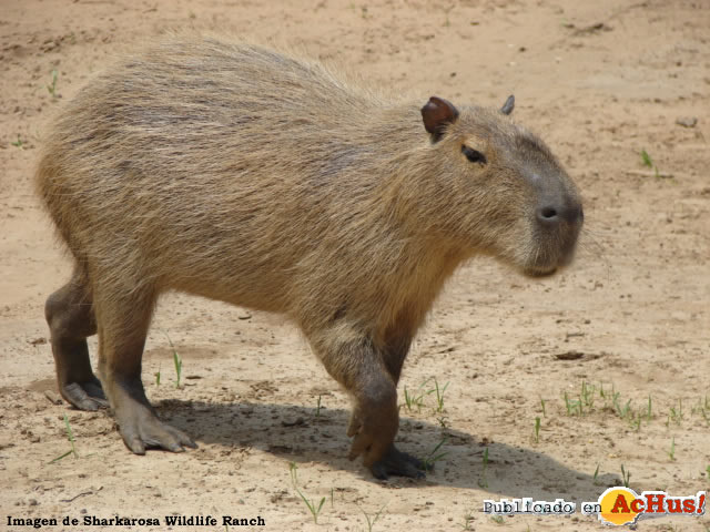 Capybara