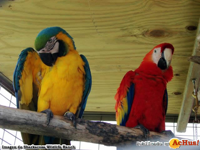 Macaws