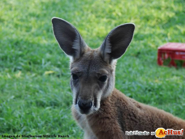 Red Kangaroo