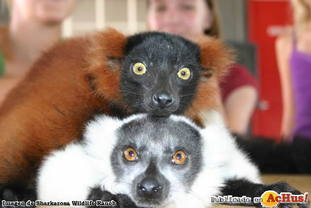 Ruffed Lemurs