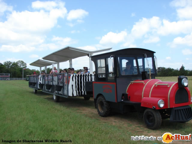 Safari Tram