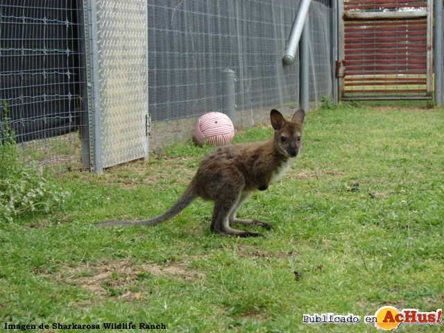 Wallaby Joey