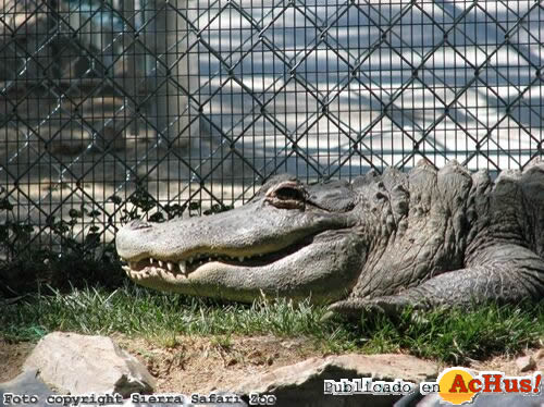 American Alligator