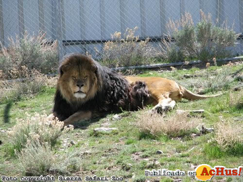 Black Maned Lion