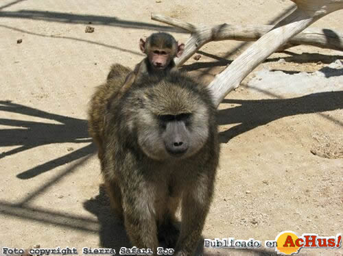 Female Baboon