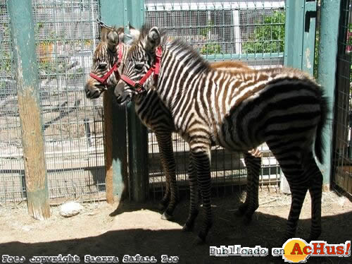 Grants Zebras