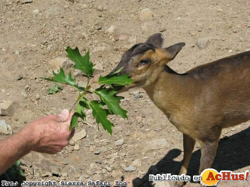 Reeves Muntjac Deer