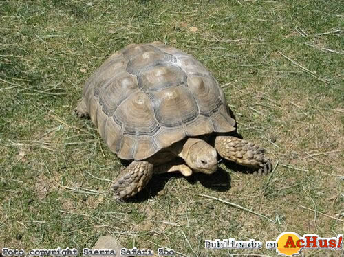 Salcada Tortoise