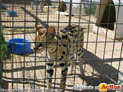 Serval Cat