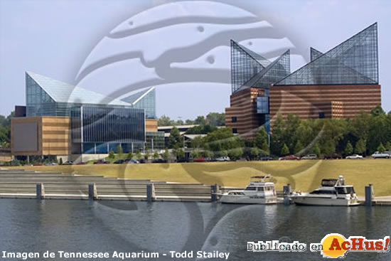 Tennessee Aquarium