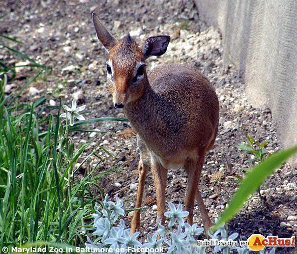 The Baltimore Zoo 01