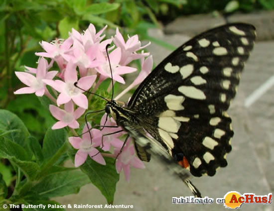 Mariposa 02