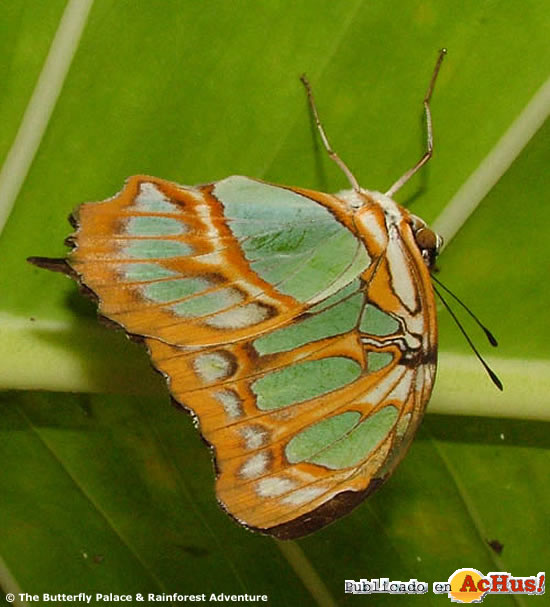 Mariposa 09