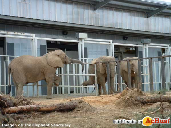 Africans Elephants