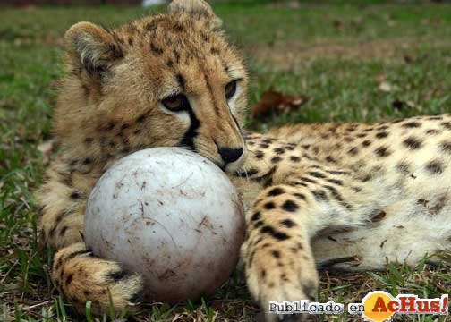 T Cubs 2