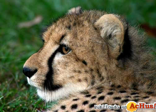 T Cubs 3