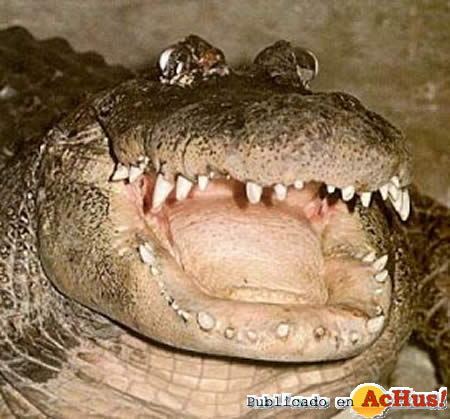 aligator