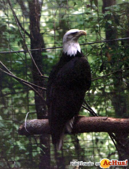 eagle