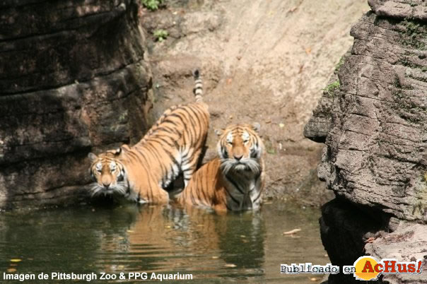 Pittsburgh Zoo 08