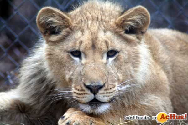 Leon