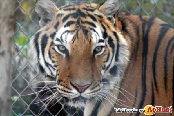 Tigre