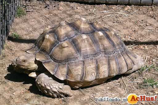 Tortuga