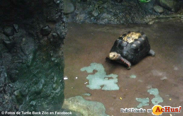 Turtle Back Zoo 09
