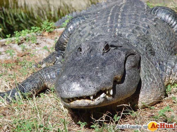 Alligator