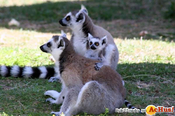 Ring tailed lemur