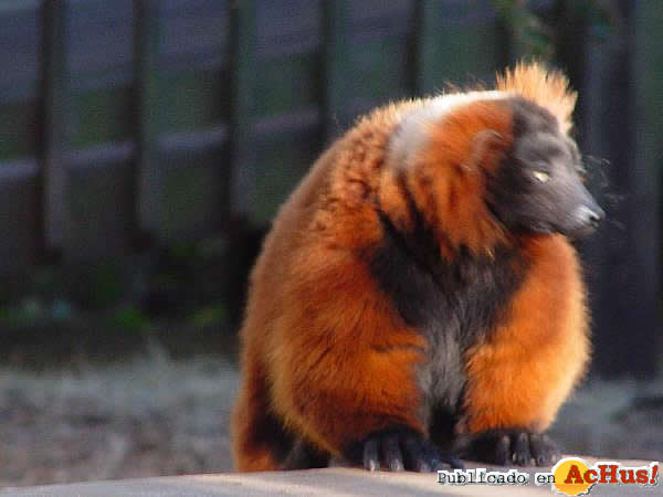 Ruffed Lemur