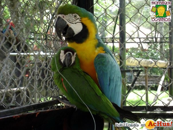 Guacamaya azul