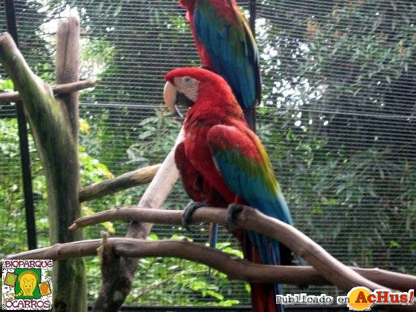 Guacamaya escarlata