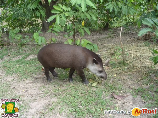 Tapir