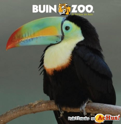 Tucan