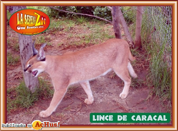 LINCE