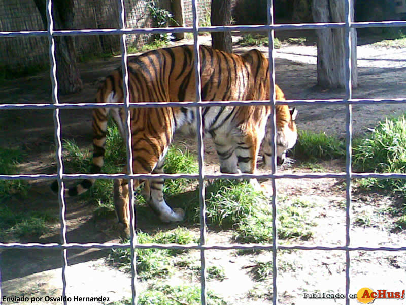 La Serena Zoo 01