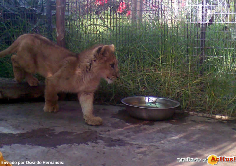 La Serena Zoo 03