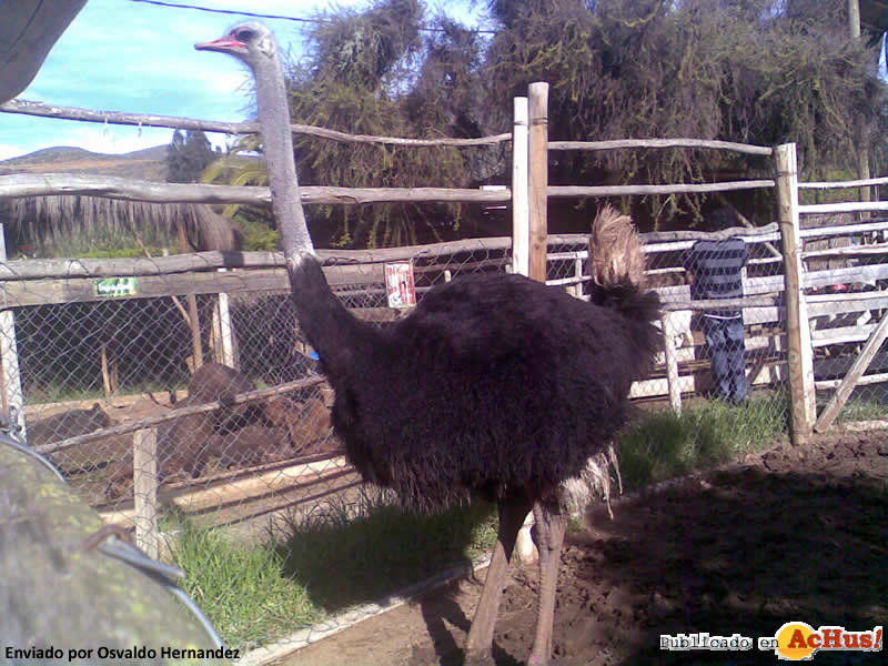 La Serena Zoo 04