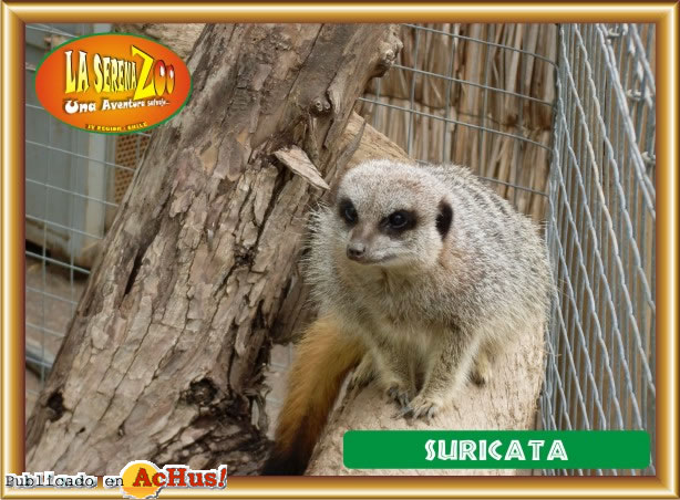 SURICATA