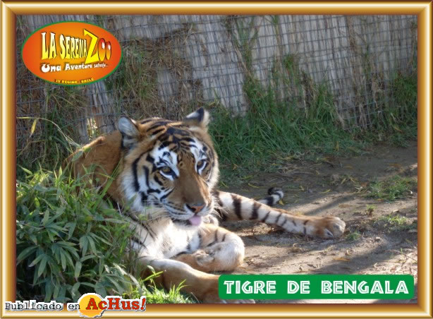 TIGRE