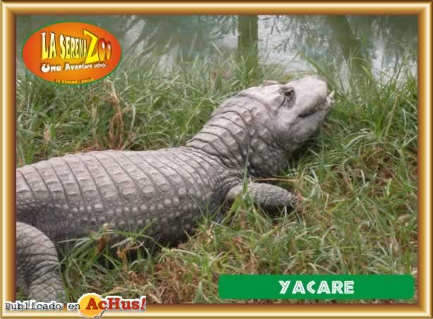 YACARE