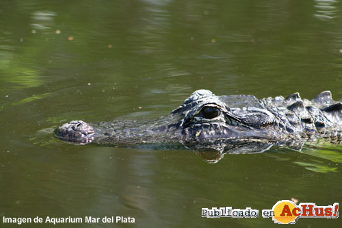 Cocodrilario