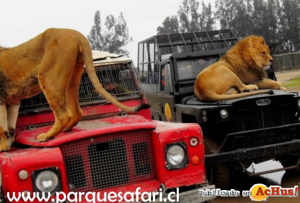 Rancagua Zoo 03