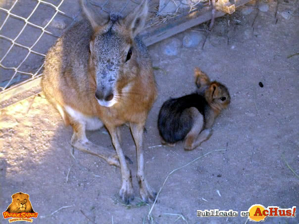 Rancagua Zoo 05