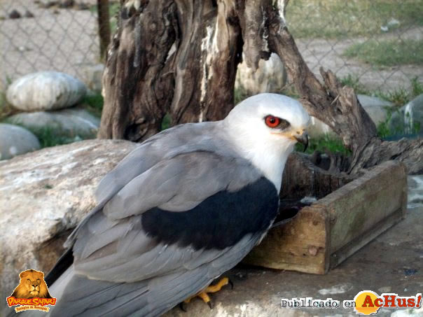 Rancagua Zoo 06