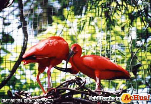 Parque das Aves 05