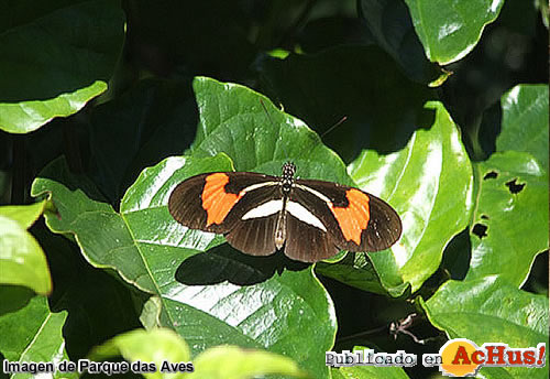 Parque das Aves 06
