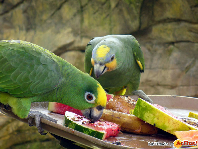 Aves 02
