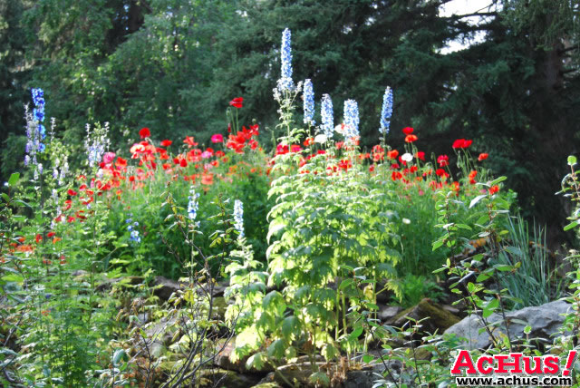 Cascades Garden 40