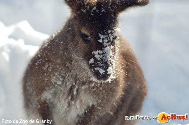 Granby Zoo 05